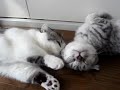 耳折れ短足マンチカンのピ～ちゃんとまるちゃん。一緒に走って、一緒に遊んで、一緒にお昼寝。短い手足がキュートです（＾＾）