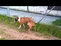 boxer para montas