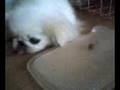 pekingese