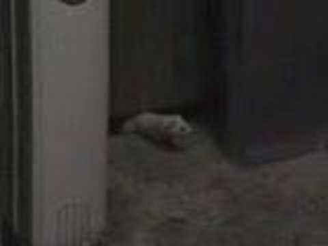 Herman the Ermine