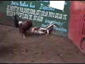 peleas-de-gallos-en-juxtlahuaca-oax-3.html