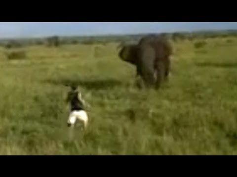 Hombre ebrio enfrenta a elefante