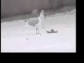 cannibal seagull cannibal seagull