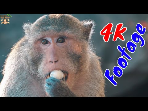 Những Cảnh Quay Đẹp Chất Lượng 4K Về Loài Khỉ Tập 34