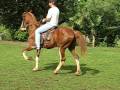 videos de Mangalarga Marchador macho castrado adulto