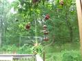 Hummingbird