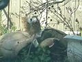Squirrel stealing my sleeping bag!