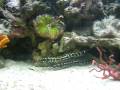 Mated Pair of Engineer Gobies