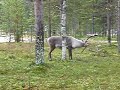 Vakantie Finland Rendier Vakantie Finland Rendier