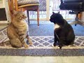 3CoolKats Episode 12, Gentle Encounters