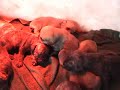 porche pups2 boerboels