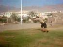 wildcats (herzon) practicando el doble