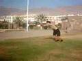 wildcats (herzon) practicando el doble