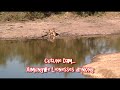 BATTLE: Lions vs. Leopard, Kill in the Tree, Roaring
