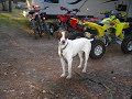 German Short Haired Pointer : Casey : Through The Years