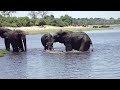 Elephants play in the water