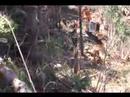 Madill 2250 Video 2 Madill 2250 Video 2