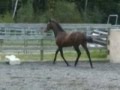 Half Andalusian (Warmblood) Filly for sale