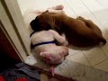 Boxer Puppies Sleeping