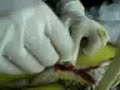 BSU bustos (Dissection of Frog) [I-E} BSU bustos (Dissection of Frog) [I-E}