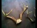 My bucks this year.