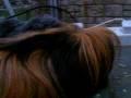 videos de cute guinea pigs