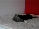my cats my cats