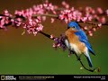 GABUID TRCHUN (Bluebird) remake -KUSAN - M. SATDJIAN
