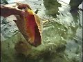 Lifecycle of the conch Lifecycle of the conch