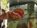 Lifecycle of the conch