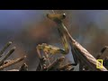 Praying Mantis vs. Grasshopper