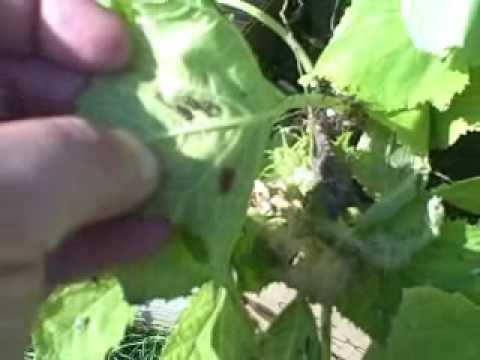 how to get rid squash bugs