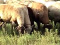 v�deo que vol conscienciar sobre la conservaci� de la natura i dels efectes que tindr� sobre l'entorn la construcci� de la variant de la c-37 a l'entrada de manresa