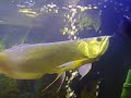 arowana con manta  part 2