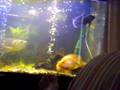 arowana con manta part 2