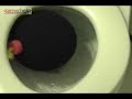 Bomberman Day Life