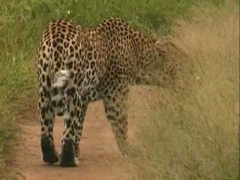 male leopard