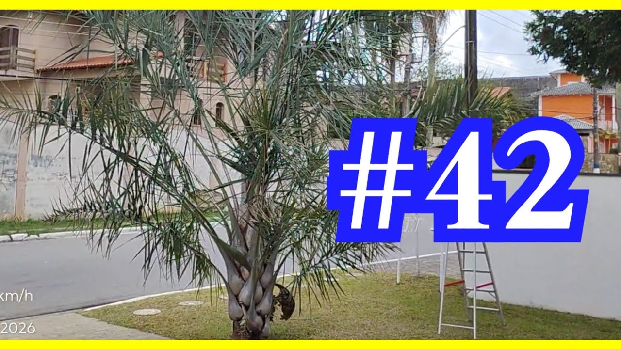 37ª Folha ) Coqueiro Licuri| Atualização Ձ૦Ձ6