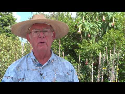 How to Grow Nectarine Trees
