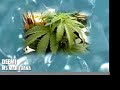 DEEMI \"MS MARIJUANA\"