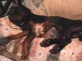 Rottweiler e dintorni.....