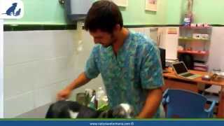 Leishmaniosis canina - Información, prevención y tratamiento