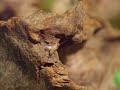 Odontomachus bauri vs. Acheta domesticus #01