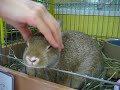 ネザーランドドワーフ　メス