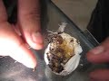 Pulling P.Fasciata sac (dud) part 2