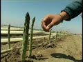 Ica: agroindustria tambi�n sufre p�rdidas