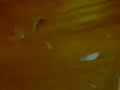 my-choppers.html