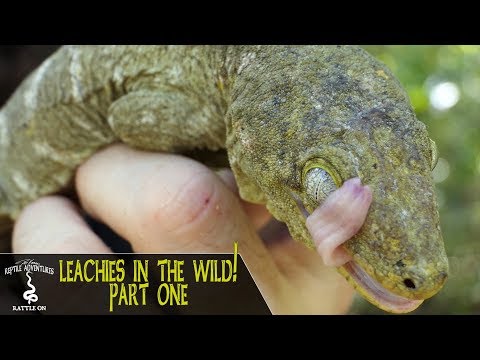 YouTube reptile video