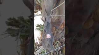 النخيل قصة تحد وصمود في قرية الجفتلك بالاغوار الفلسطينية