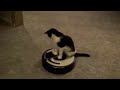 Cat Drives Roomba Cat Drives Roomba